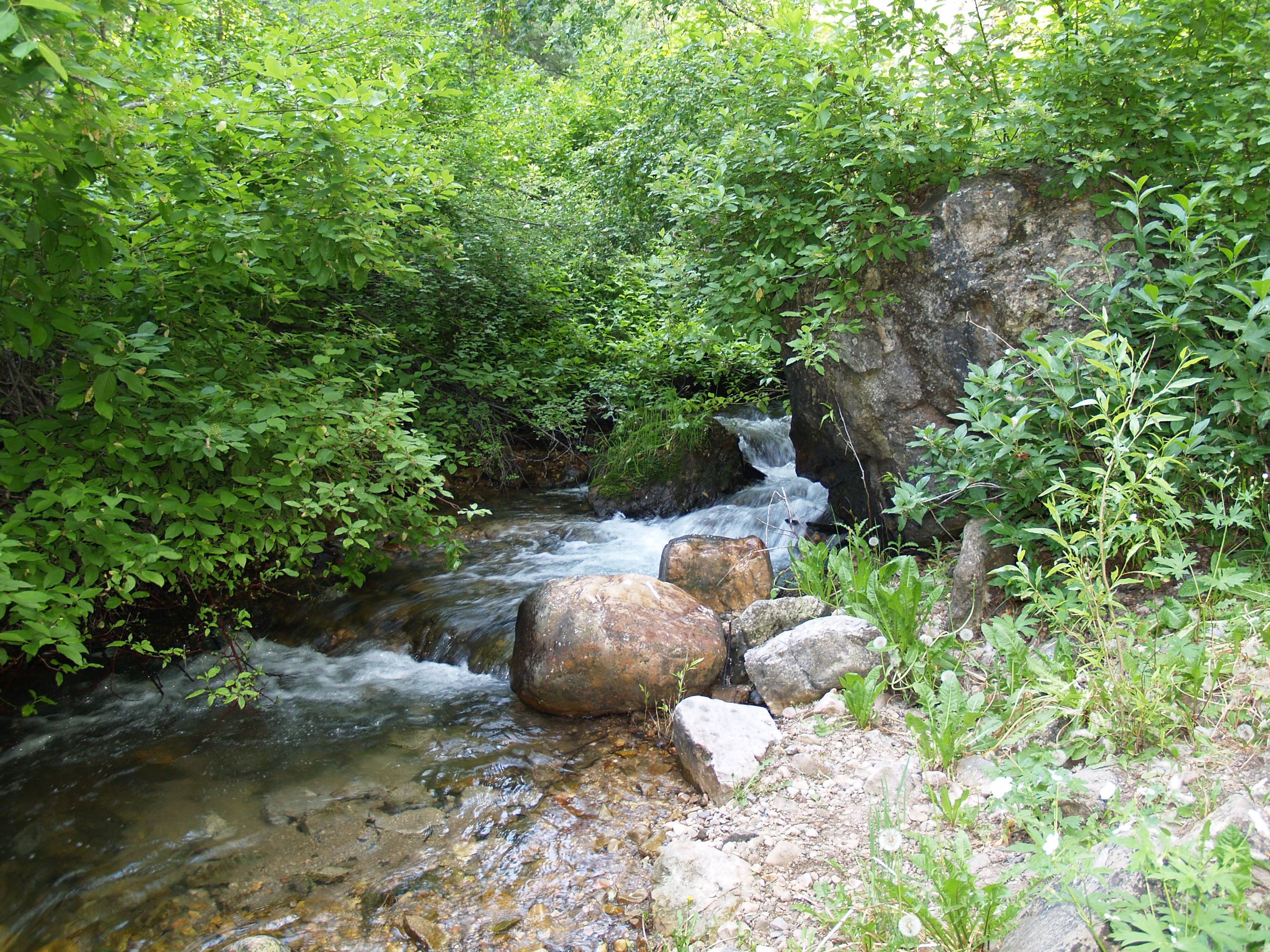 Ogden River 2