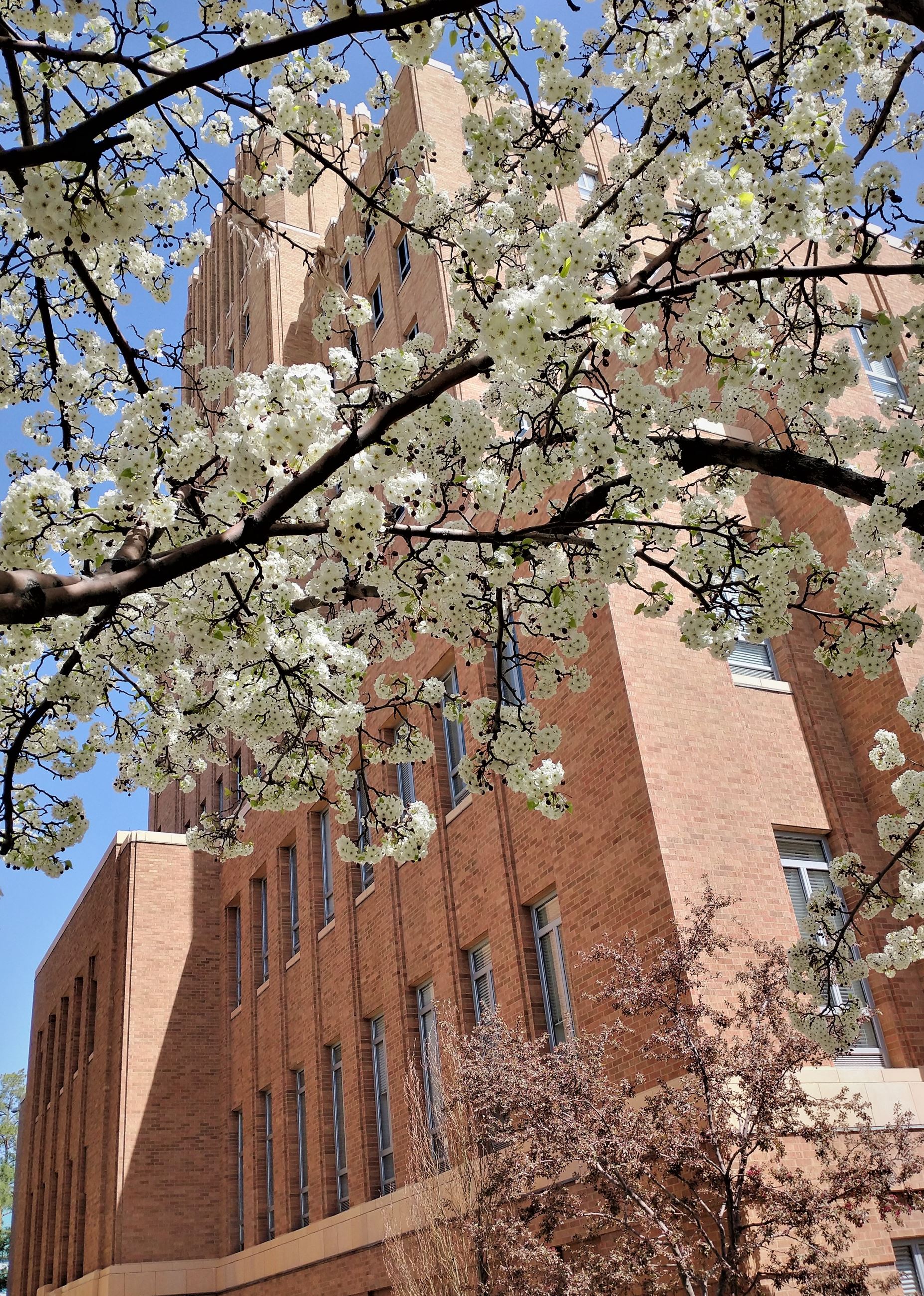 041822BlossomsCityHall