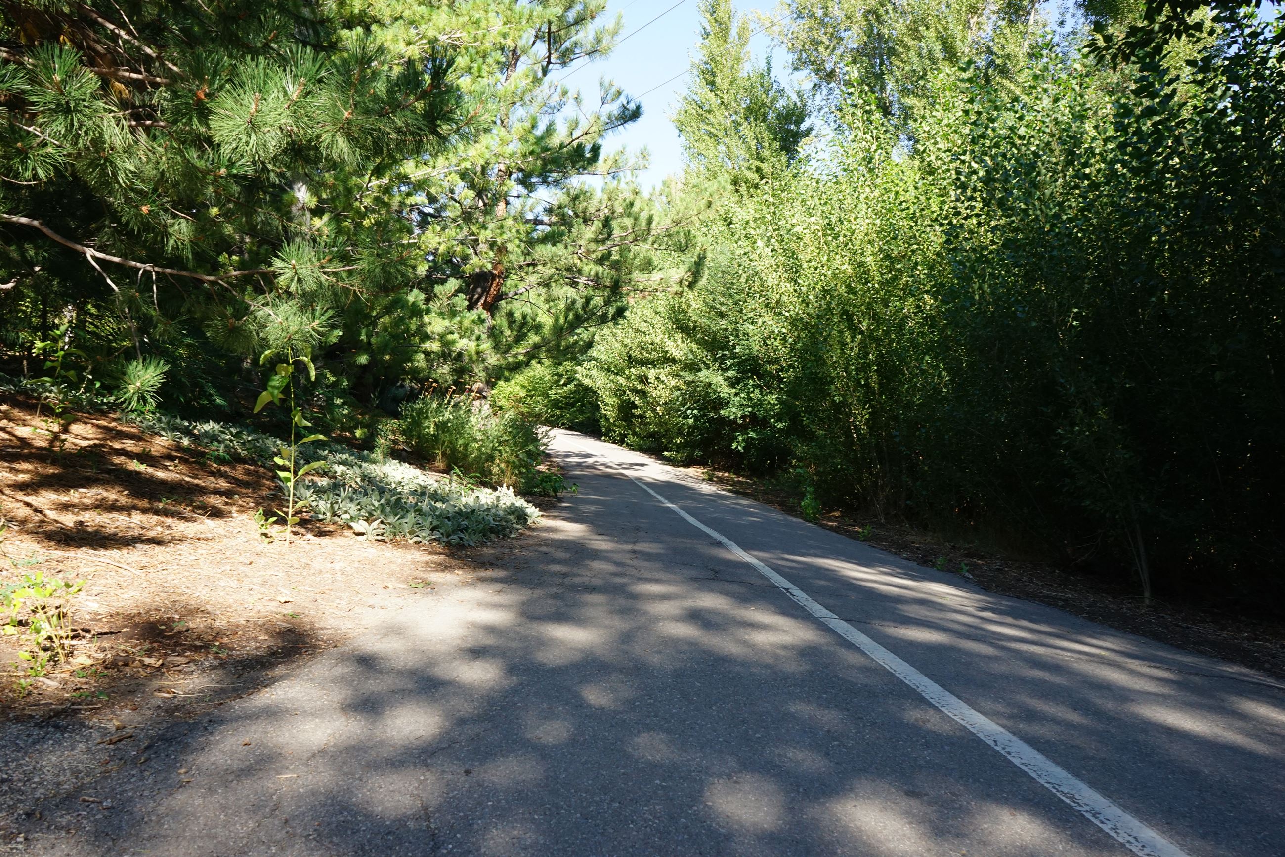 A paved trail with trees surrounding it