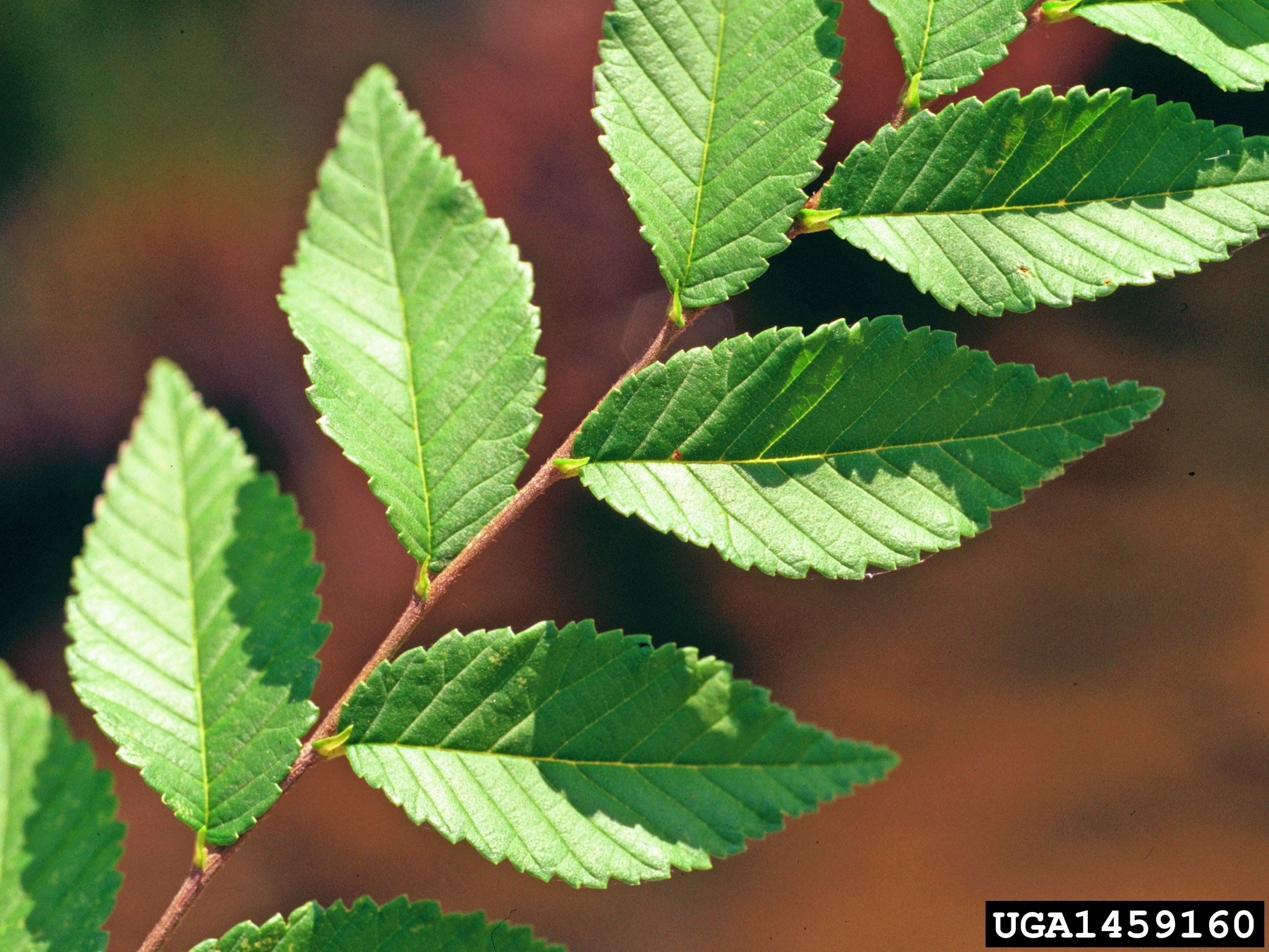 Siberian elm_1 Siberian elm_1